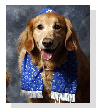 Happy Hanukkah from Pet Life Radio