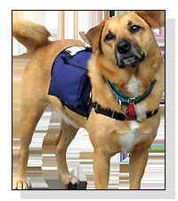 Har-vest 3-in-1 Backpack  on Pet Life Radio