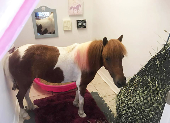 Honey – the Miniature Horse Service Animal on Pet Life Radio