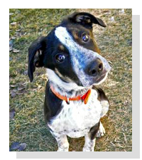 Adopt Hoss Today!