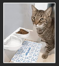 Kitty Kafé on Pet Life Radio