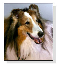 LASSIE on Pet Life Radio