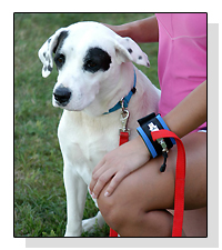 Liberty Wristband on Pet Life Radio