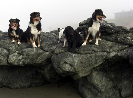 It's A Doggy Dog World Vacation on Pet Life Radio