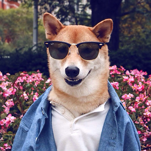 Menswear Dog on Pet Life Radio