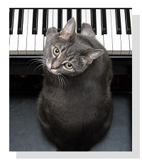 Nora the Piano Cat