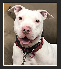 AdoptOlympia Today!