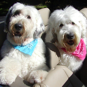 On The Road with Mac & Molly on Pet Life Radio