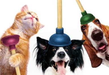 Party Animals on Pet Life Radio