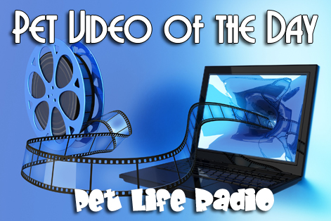 Pet Life Radio Pet Video of the Day