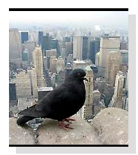 Pigeons   on Pet Life Radio