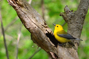 Prothonotary Warbler 