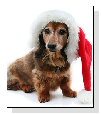 Santa Paws on Pet Life Radio