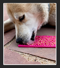 Soda Pup Licking Mat  on Pet Life Radio