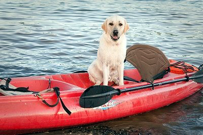 Summer Camp for Dogs  on Pet Life Radio