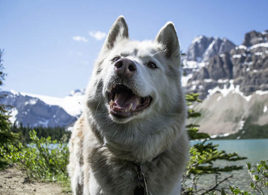 Dog in Switzerland on Pet Life Radio