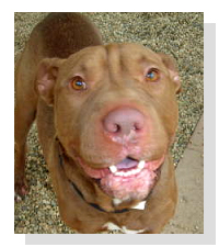 Adopt TedE today!