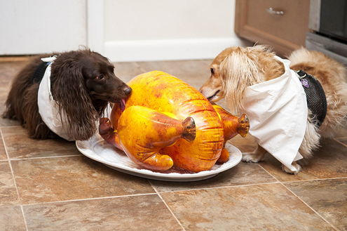 Thanksgiving on Pet Life Radio