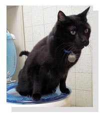 Toilet Train Your Cat
