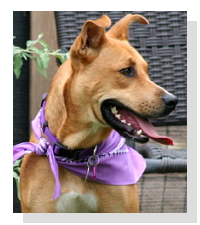 Adopt Tula Rose Today!