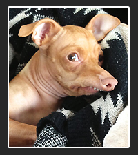 Tuna the Chiweenie on Pet Life Radio