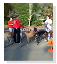 Walk A Pet For Life