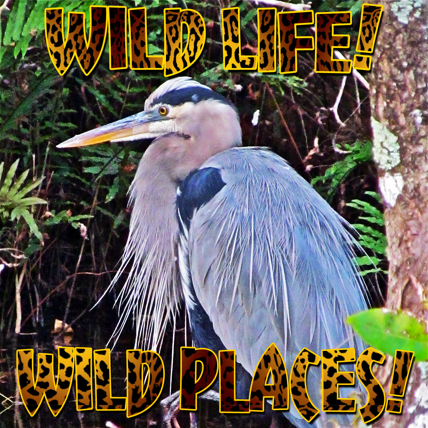 Wild Life! Wild Places! on Pet Life Radio (PetLifeRadio.com)