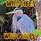 Wild Life! Wild Places! on Pet Life Radio (PetLifeRadio.com)