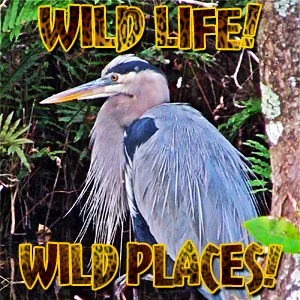 Wild Life Wild Places on Pet Life Radio