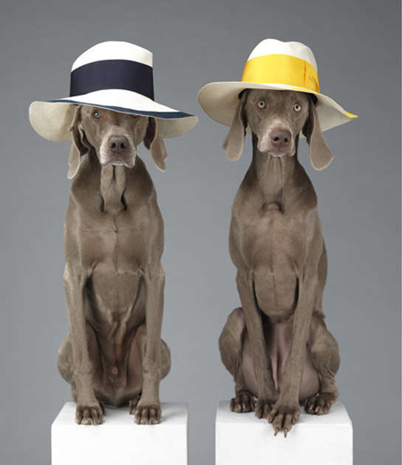 William Wegman on Pet Life Radio