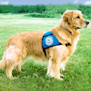 golden retriever diabetic alert dogs