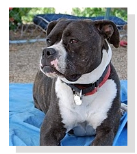 Adopt Zada Today!