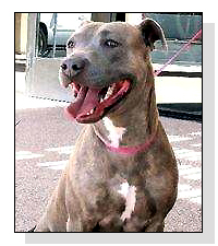 Adopt Chelsea Today!