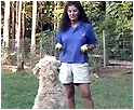 Teach your dog to fetch and find