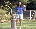 Teaching Basic Tricks
