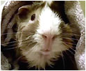 Guinea Pig Interview