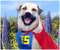 Super Smiley Flash Mob for Pet Adoption
