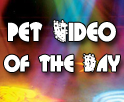 Chommmp! Pet Video of the Day