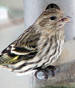 Pine Siskin 