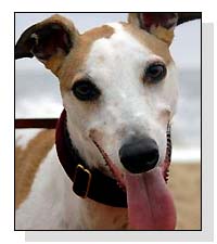 Greyhound Rescue on Pet Life Radio