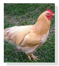 Hen