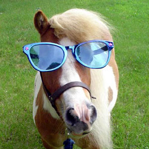 Horsing Around on PetLifeRadio.com