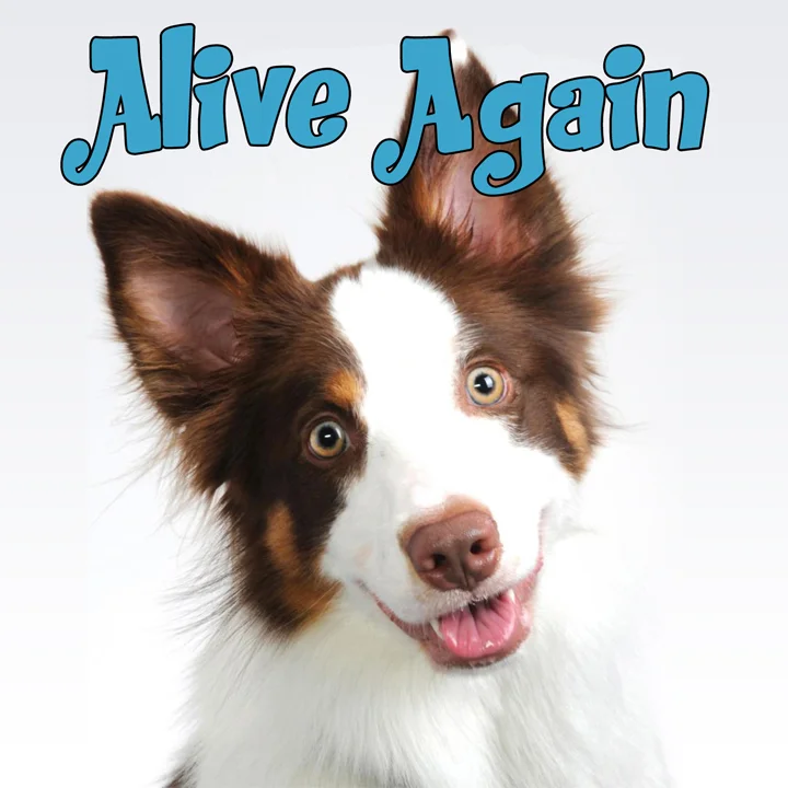 Alive Again pet podcast on Pet Life Radio