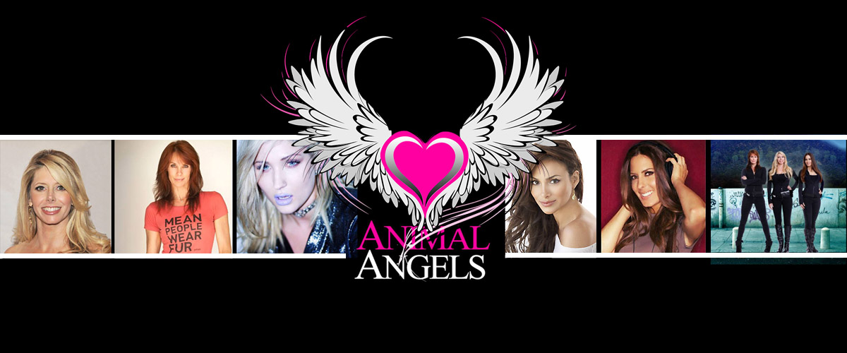 Animal Angels on Pet Life Radio