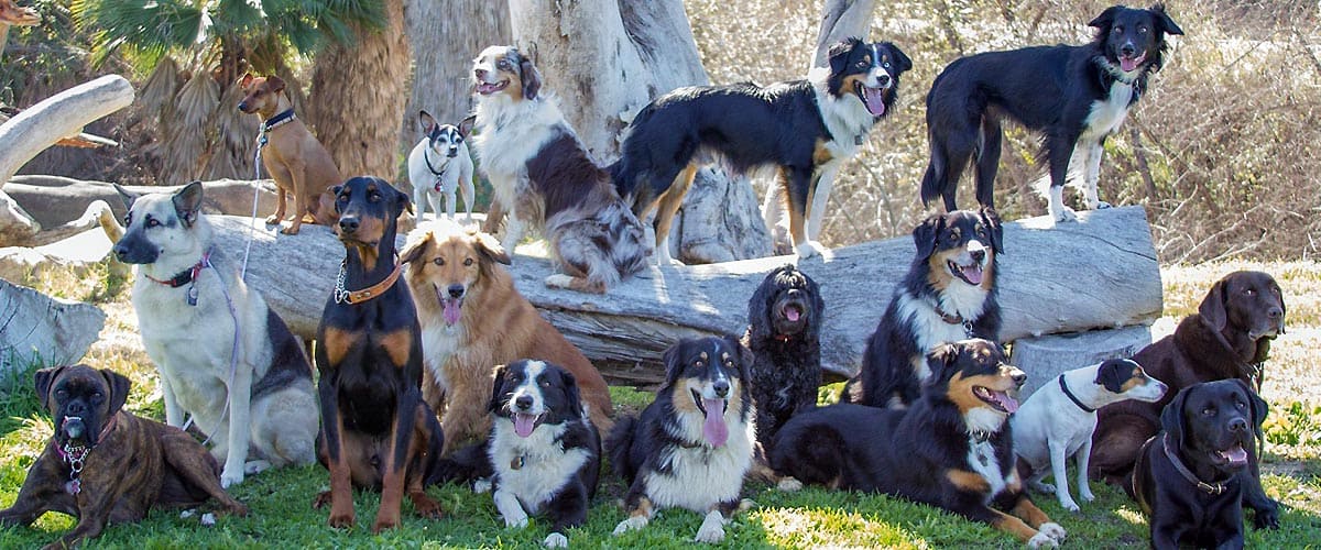 Группы про собак. Группы собак. Группа собак компаньонов. Группа собак фото. 9 Группа собак.