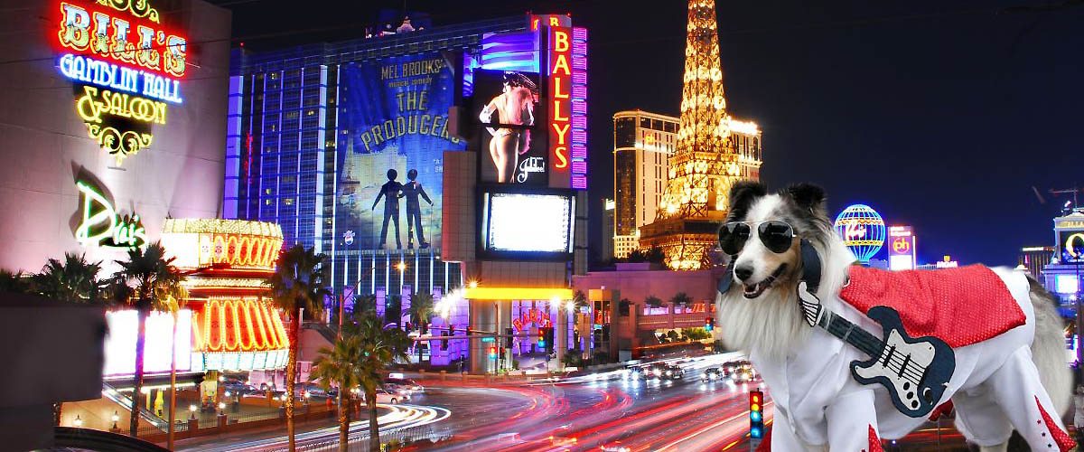 Vegas Rock Dog Radio Show on Pet Life Radio