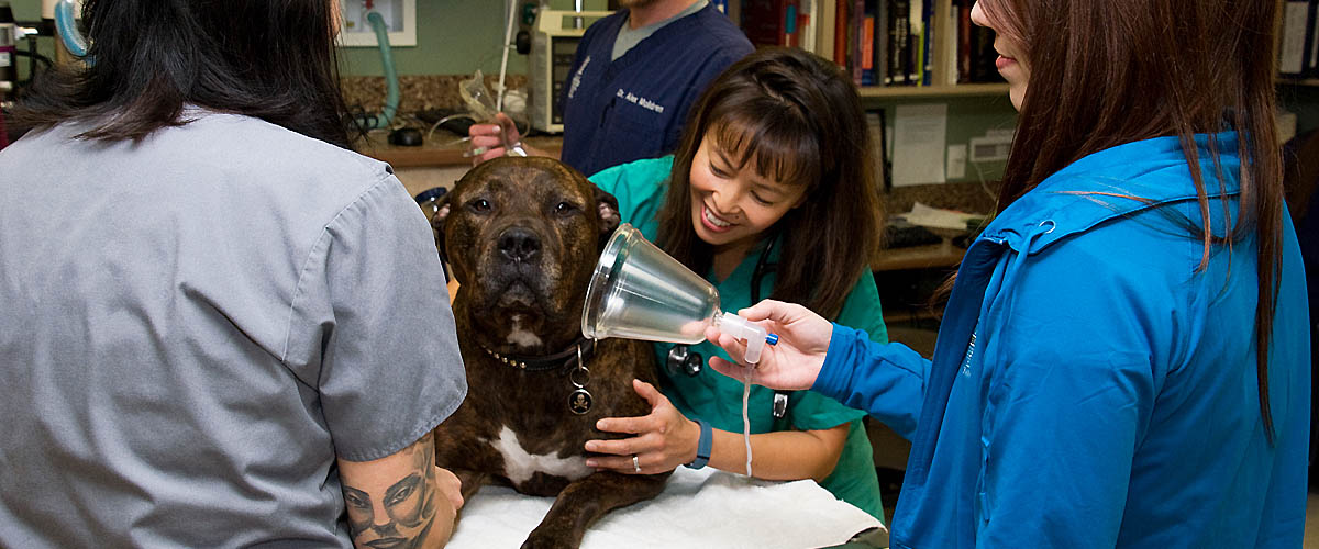 Animal ER with Dr. Kat on Pet Life Radio