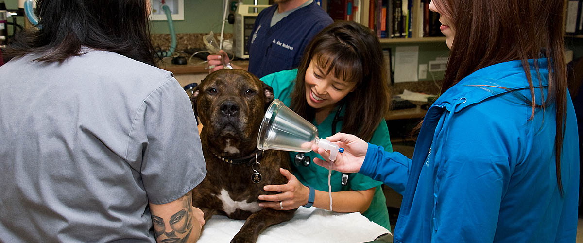 ER Vet with Dr. Kat on Pet Life Radio