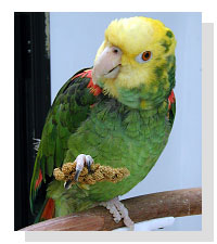 amazon parrot