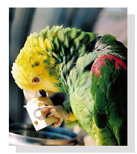 amazon parrot